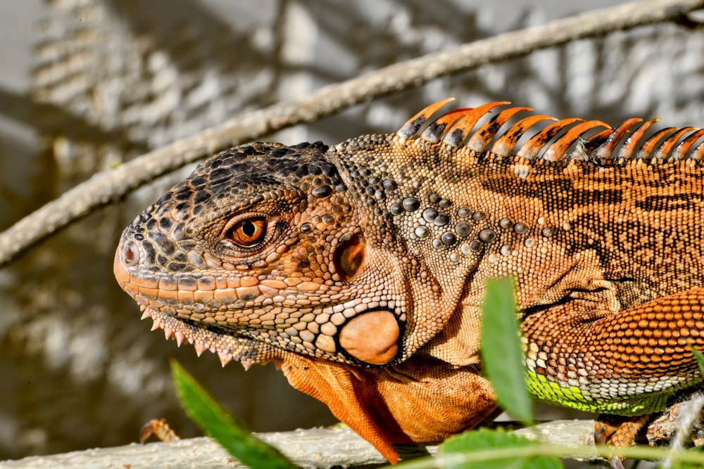 a close up of a lizard on a tree branch