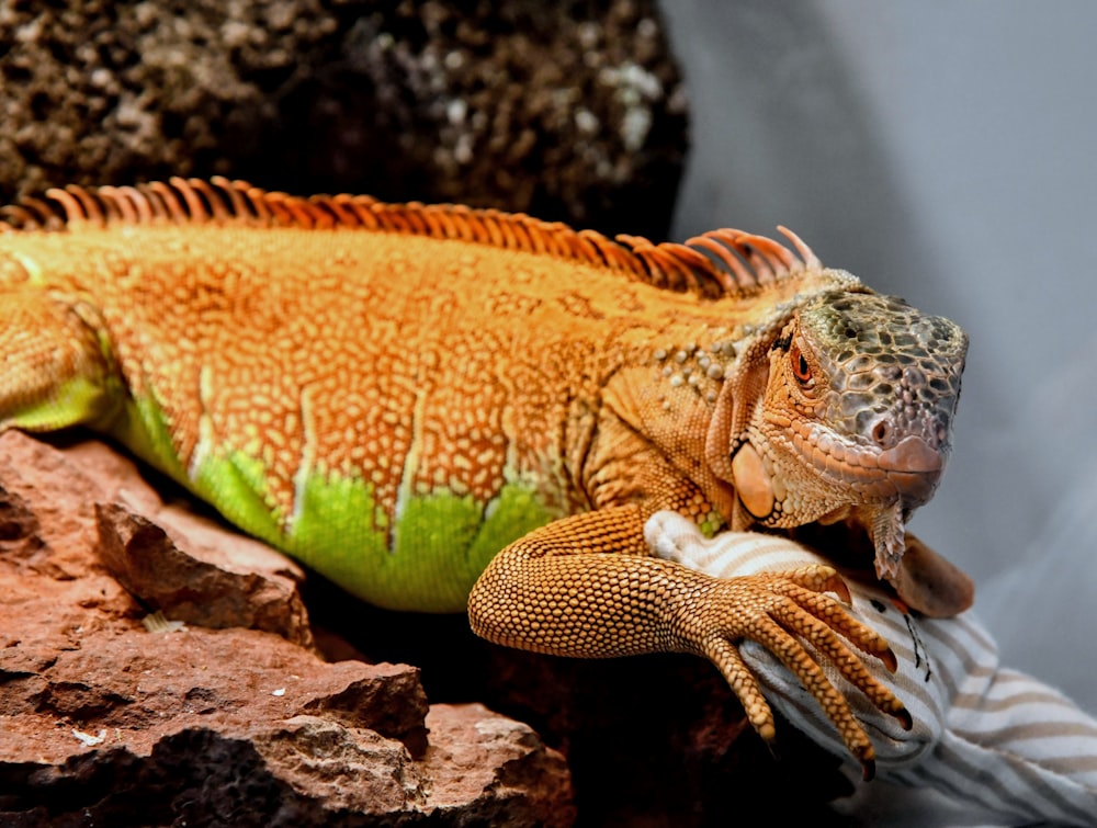 a close up of a lizard on a rock