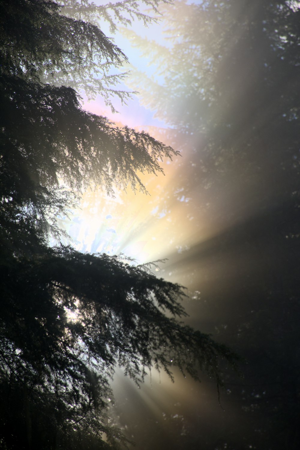 the sun shines through the branches of a tree