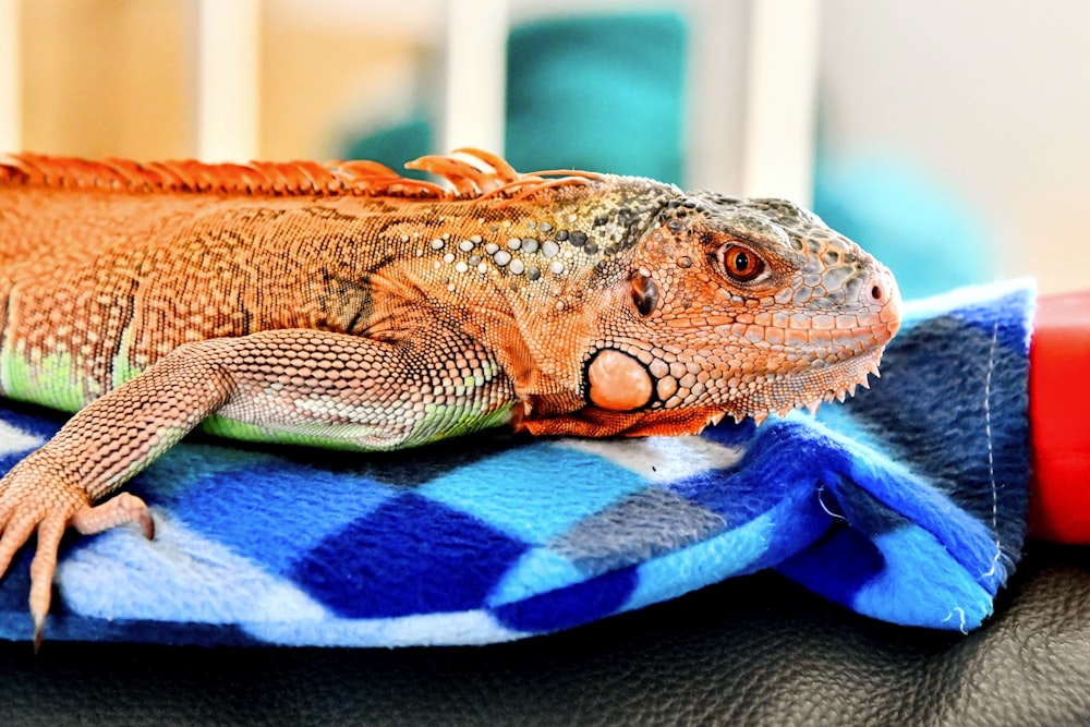 um close up de um lagarto em uma toalha