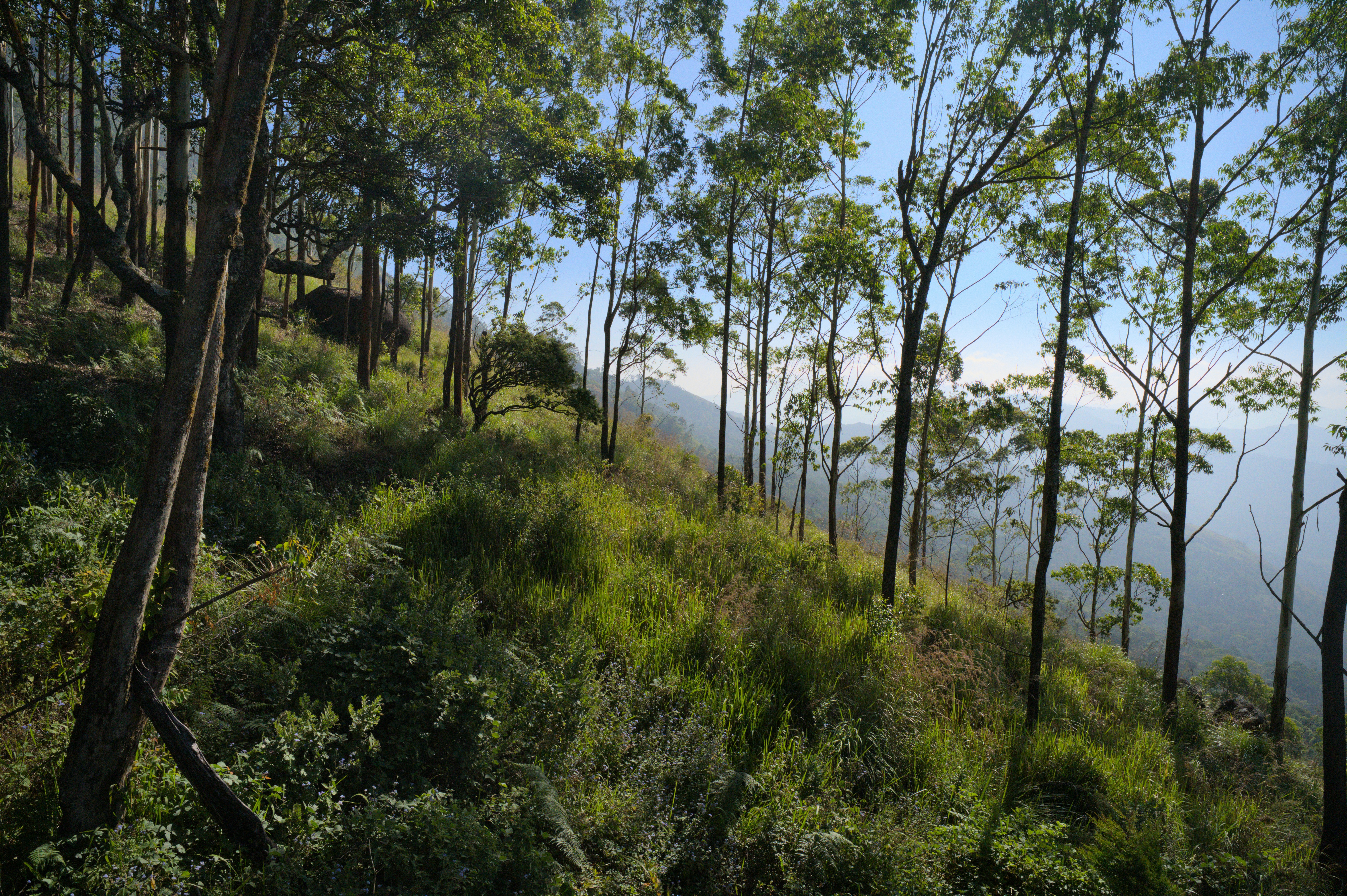 a lush green hillside covered in lots of trees
