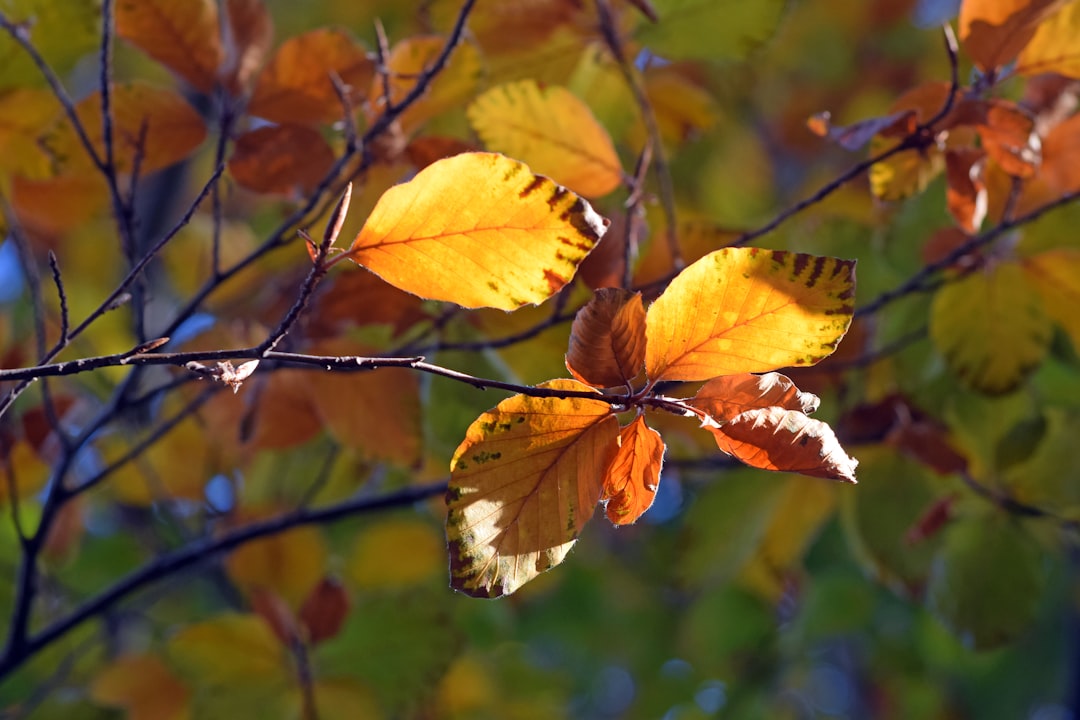 a branch with yellow and brown leaves on it, Sunlight hitting fall leaves making them to appear gold and glowing.