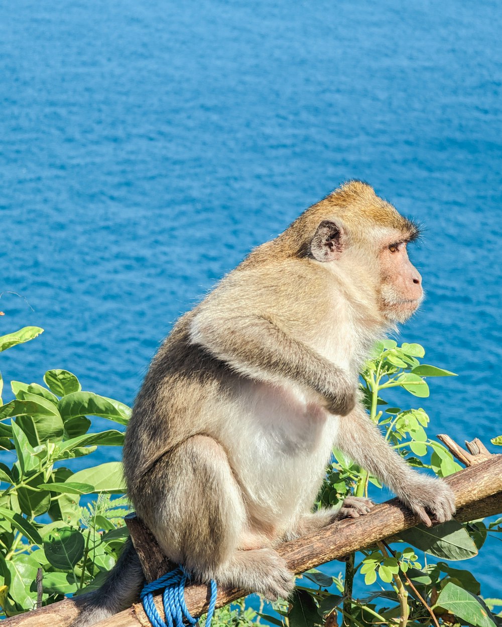 a monkey is sitting on a tree branch