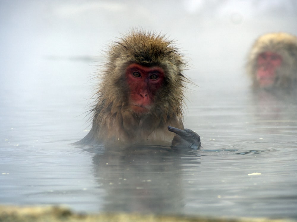 a couple of monkeys swimming in a body of water