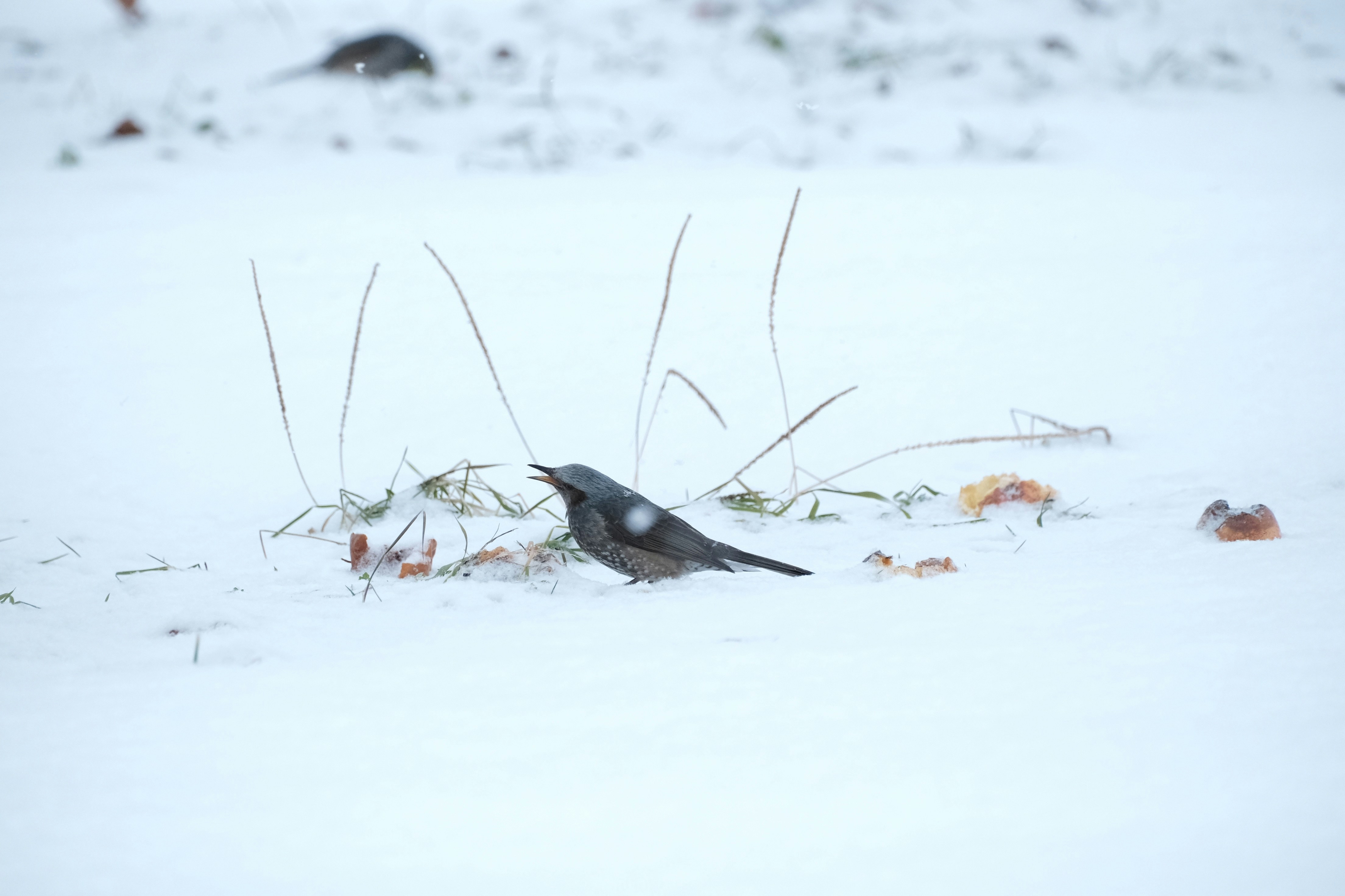 Photo by seiya_maeda