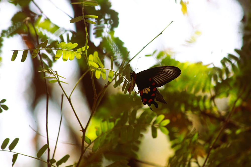 a black and red butterfly sitting on a leafy branch