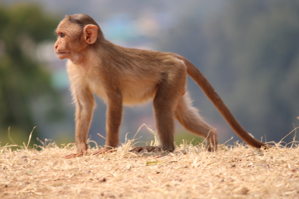 a small monkey standing on top of a dry grass field