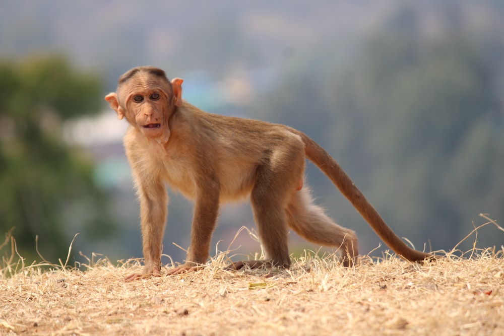 a small monkey standing on top of a dry grass field