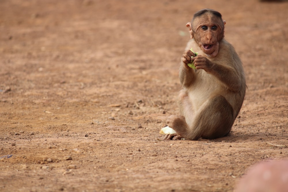 a monkey sitting on the ground eating something