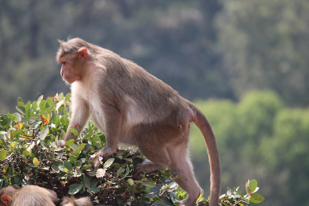 a couple of monkeys sitting on top of a tree