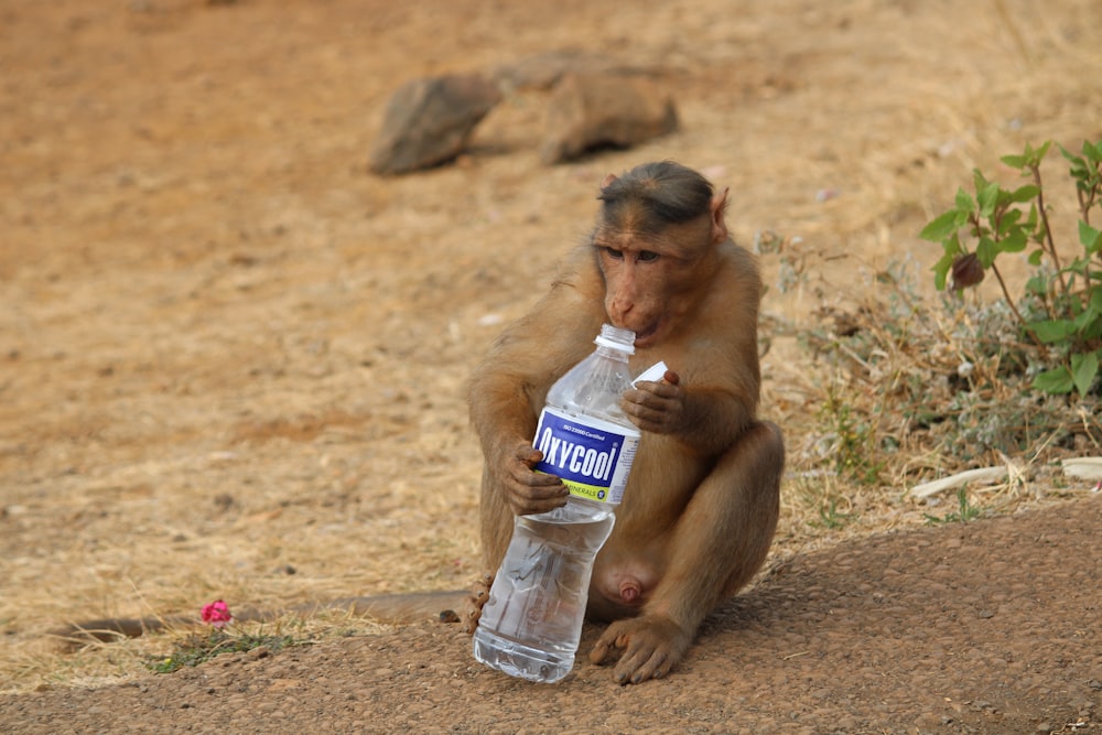 a monkey sitting on the ground with a bottle of water