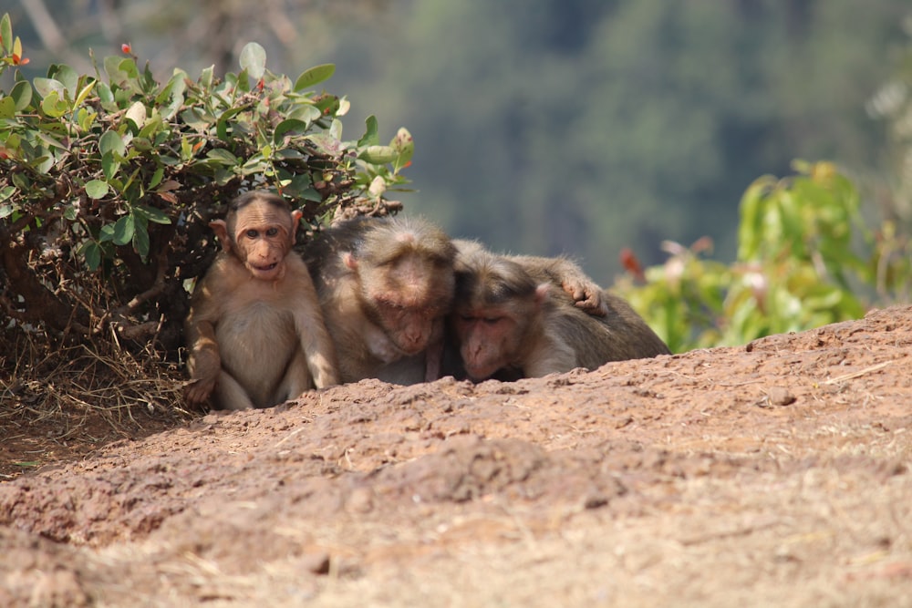 a couple of monkeys sitting on top of a dirt hill