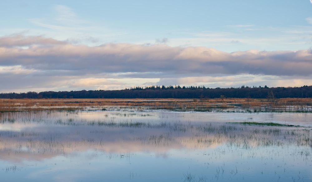 a large body of water surrounded by a forest