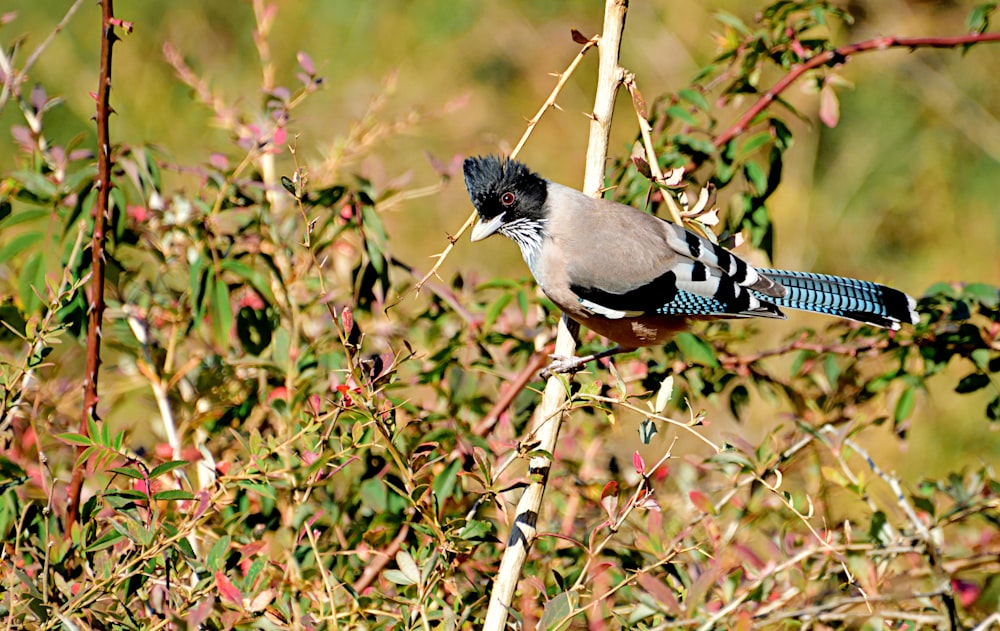 a small bird perched on top of a tree branch