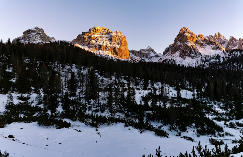 a snow covered mountain with pine trees in the foreground