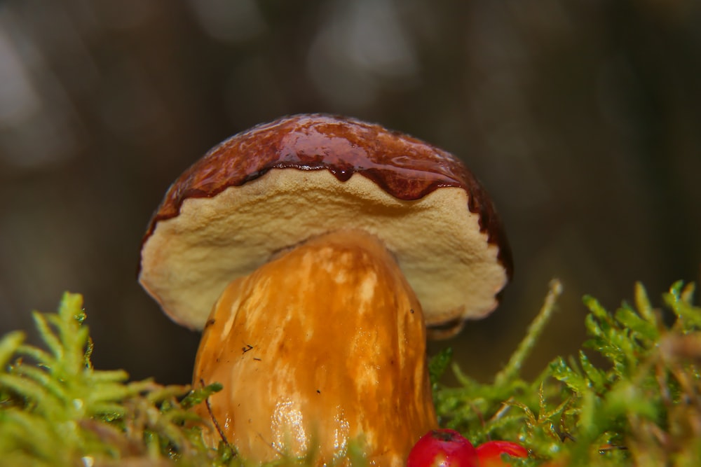 a close up of a mushroom on a tree