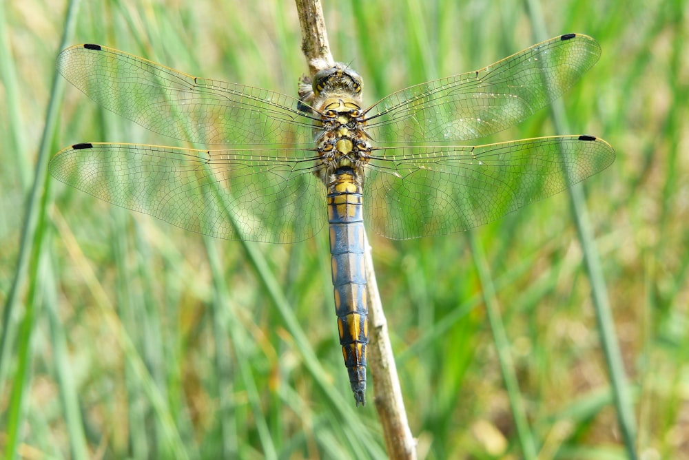 a blue dragonfly resting on a twig