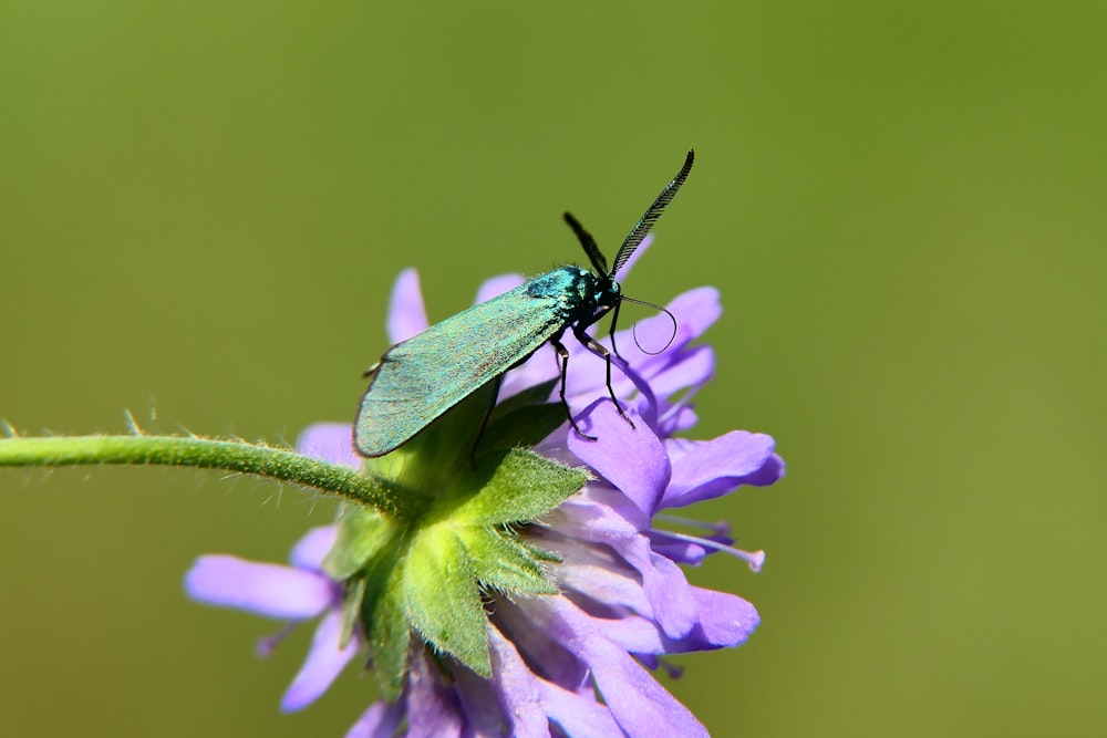a green bug sitting on top of a purple flower