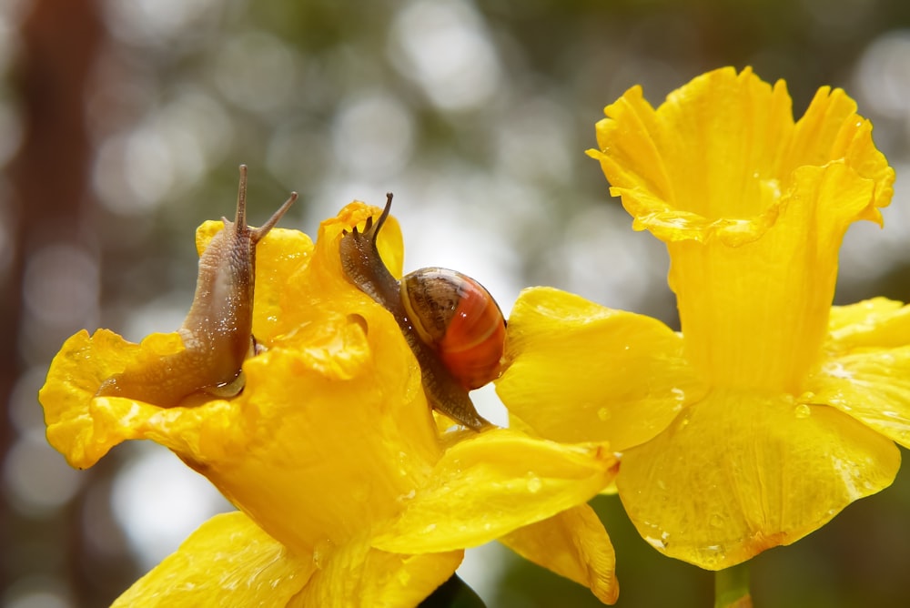 a close up of a snail on a yellow flower