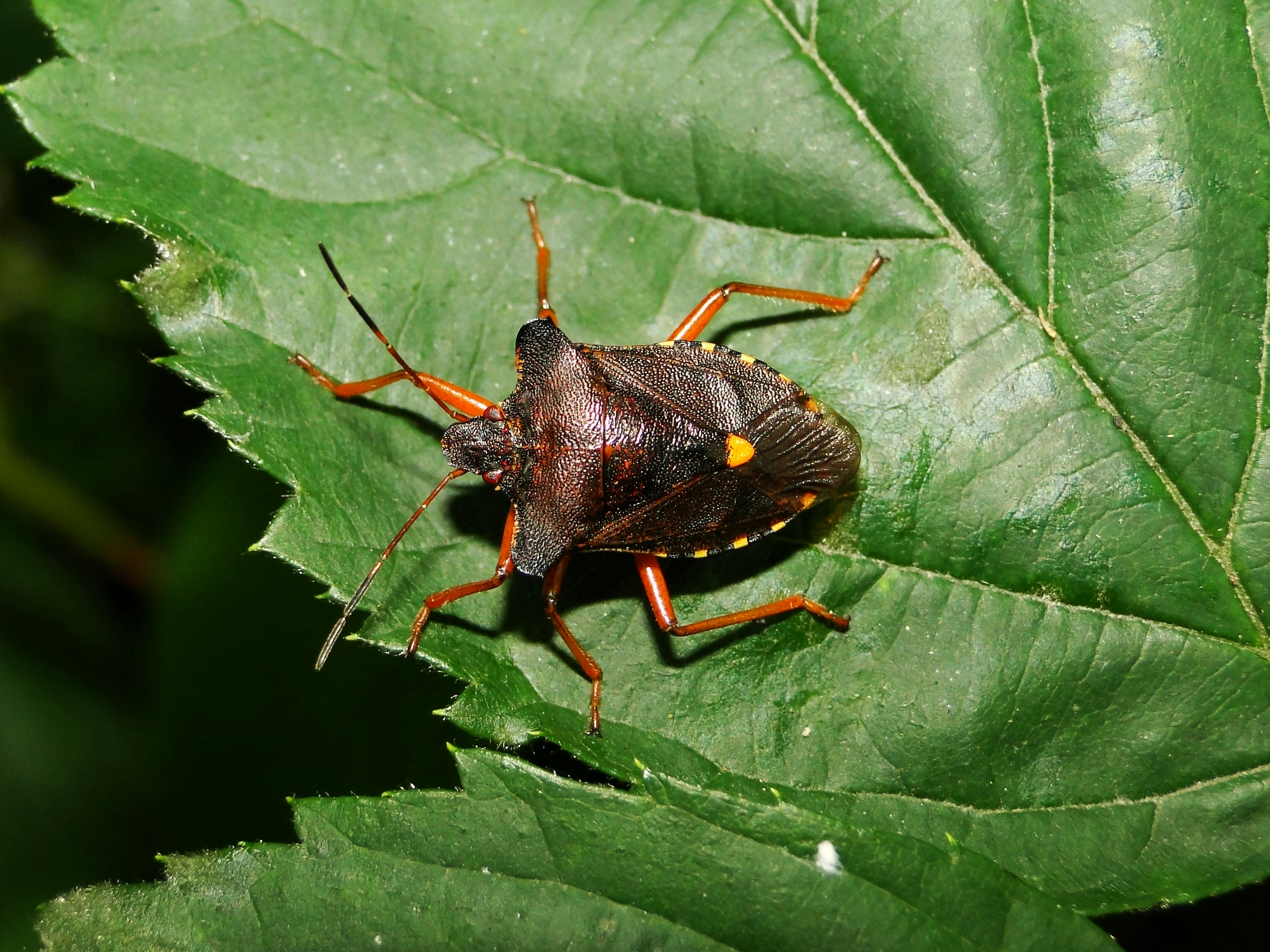 a close up of a bug on a leaf