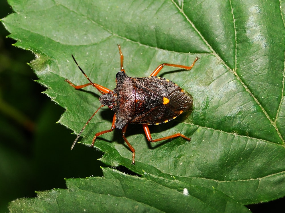 a close up of a bug on a leaf