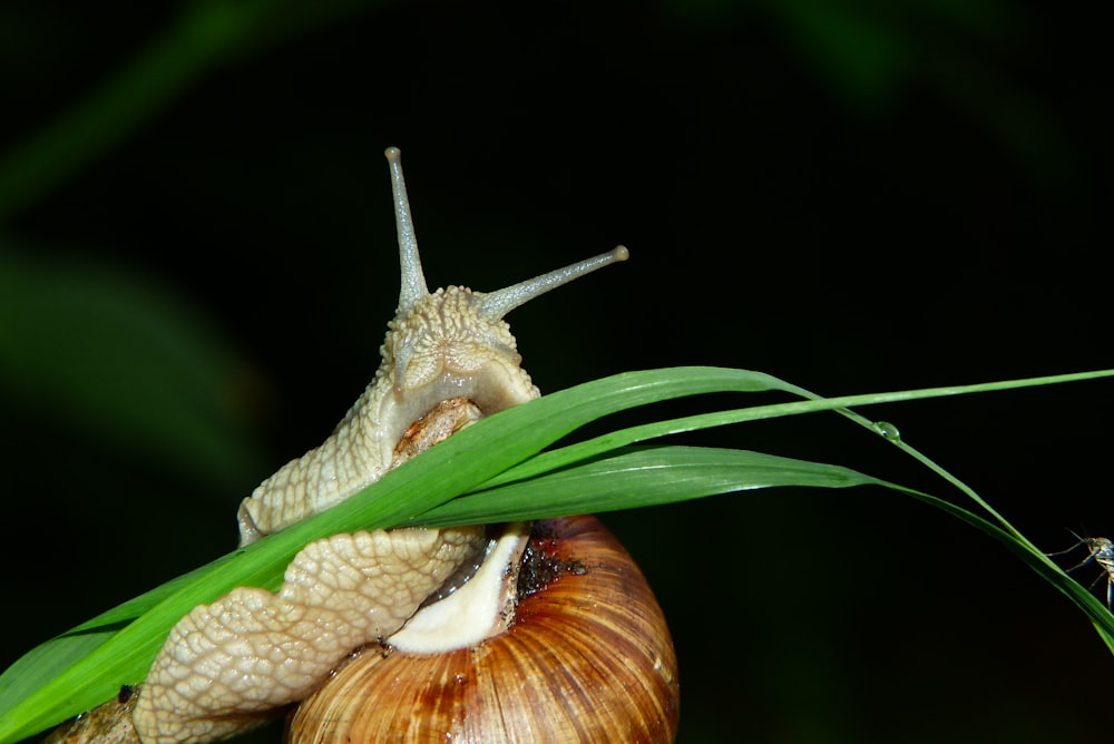 a close up of a snail on a plant