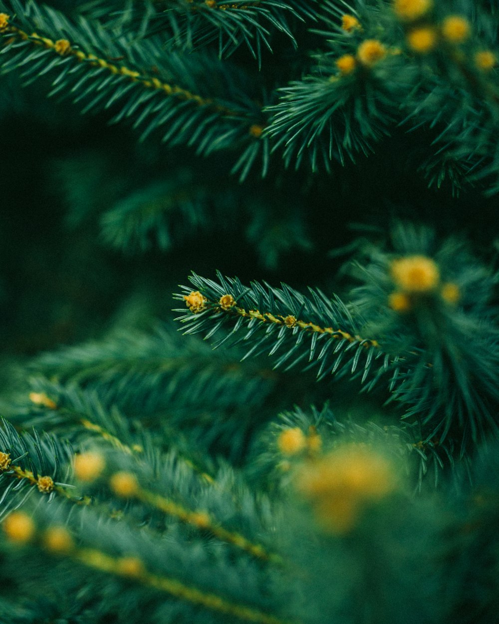 a close up of a pine tree with yellow flowers