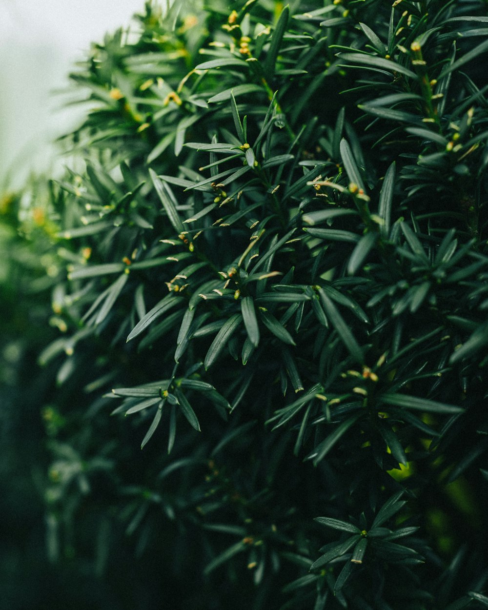 a close up of a tree with green leaves