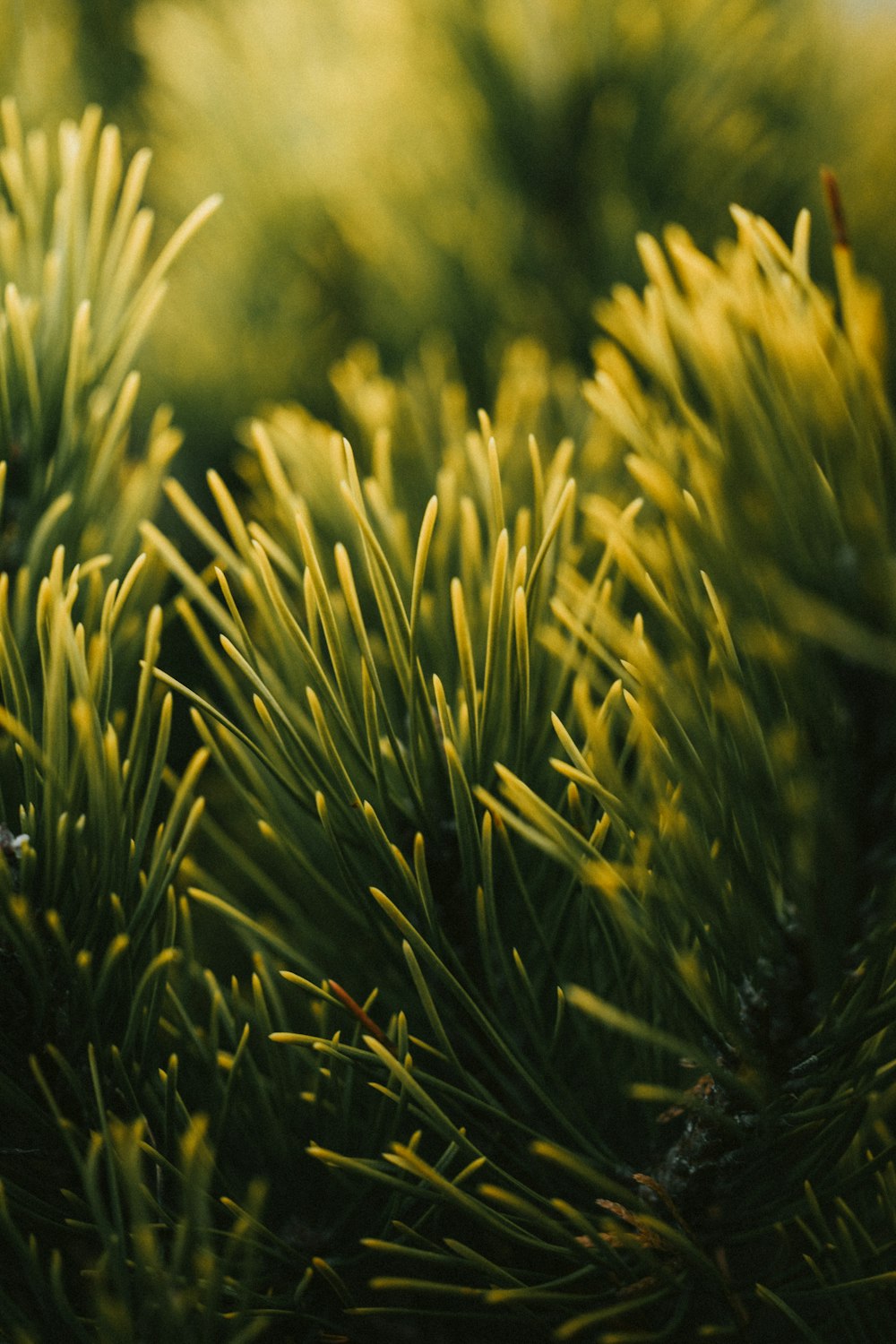 a close up of a pine tree branch