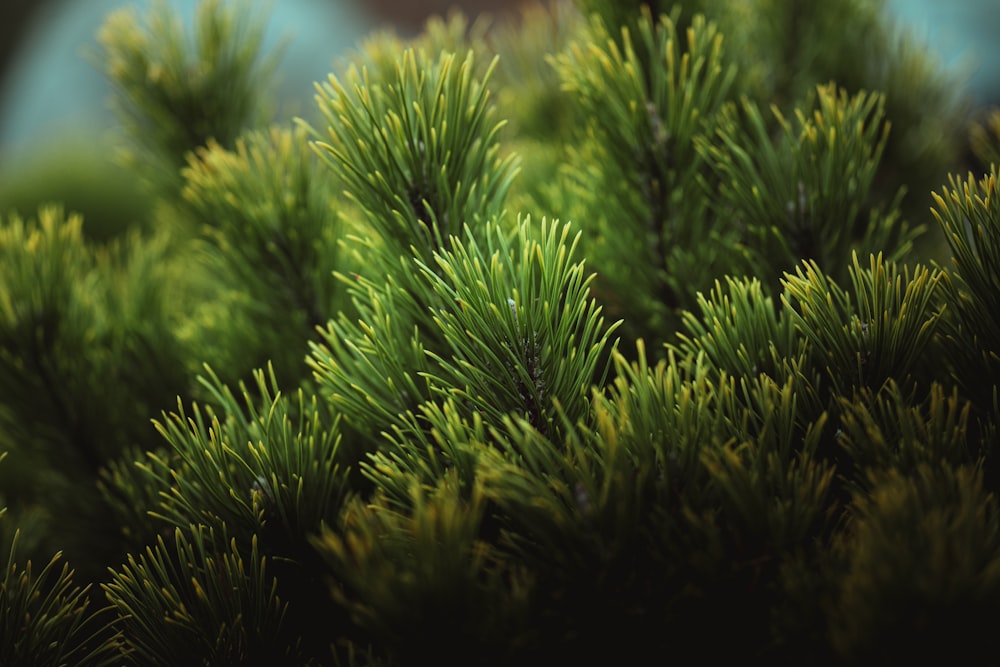 a close up of a pine tree with a blurry background