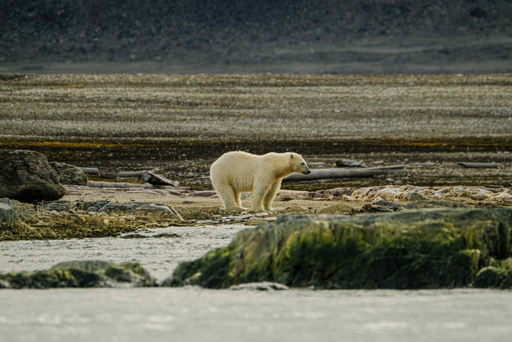 a white polar bear standing on top of a river