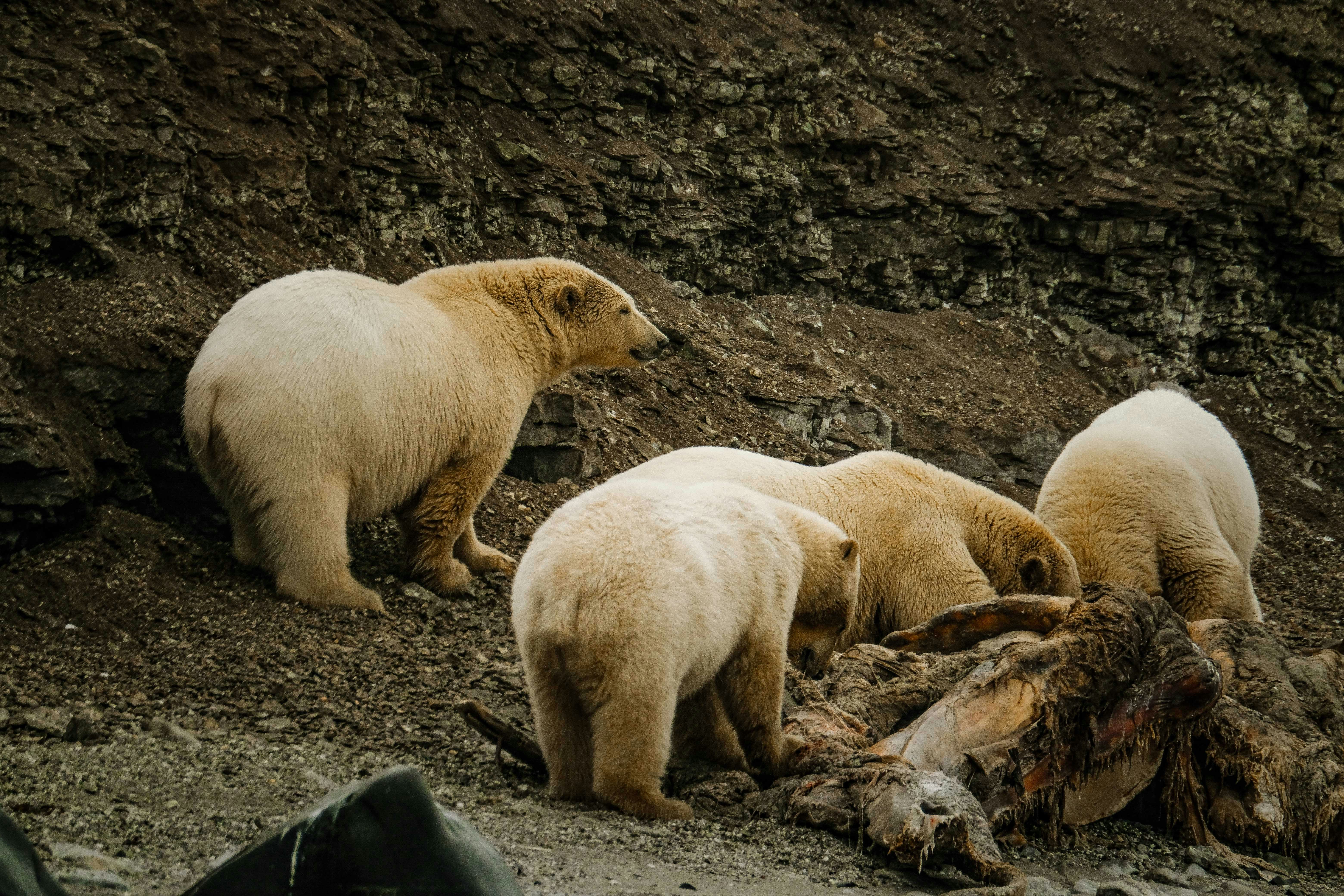 Polar Bears' Leftovers Fuel Arctic Scavenger Boom, Study Shows