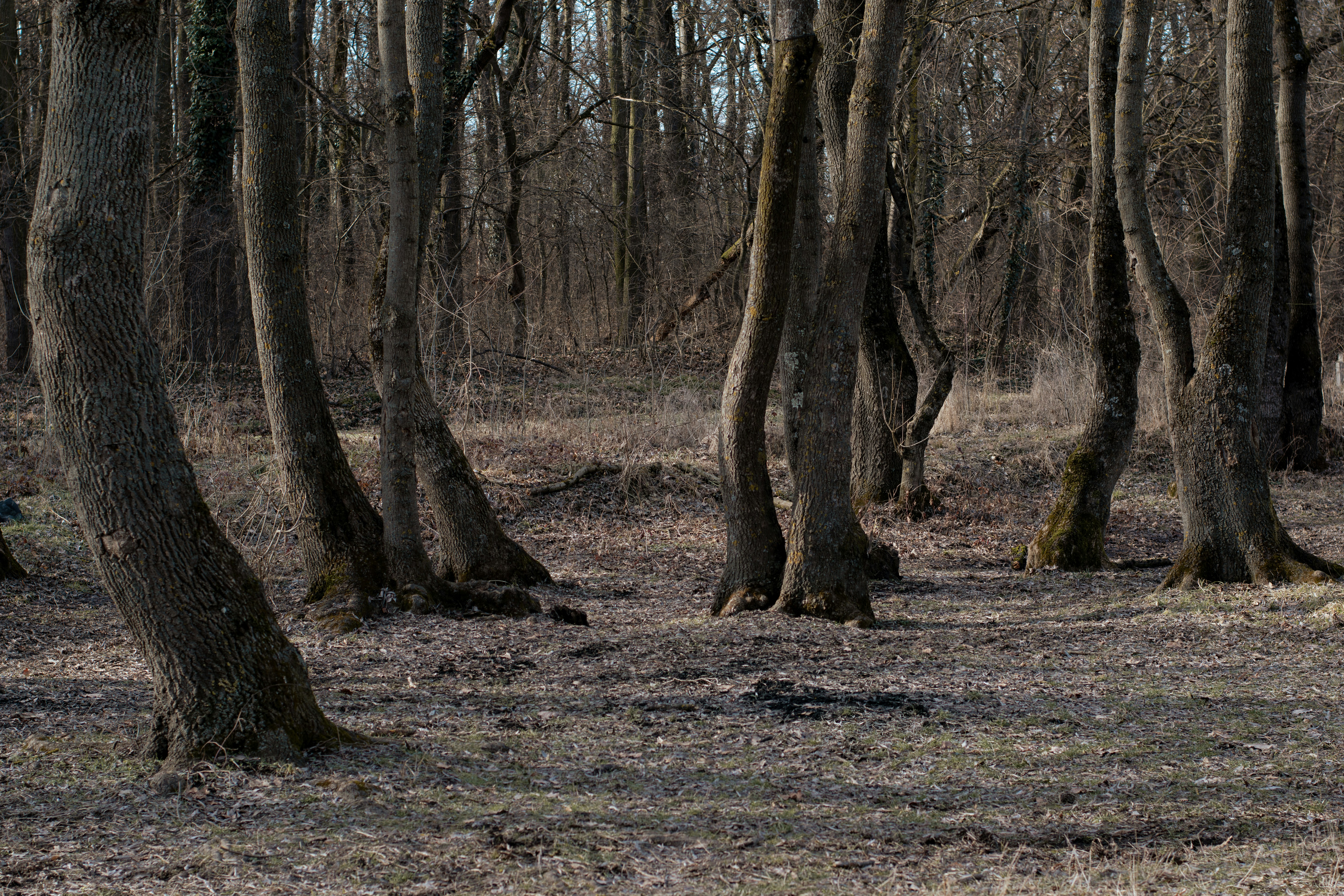 a forest filled with lots of tall trees