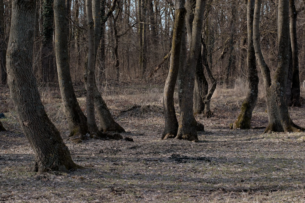 a forest filled with lots of tall trees