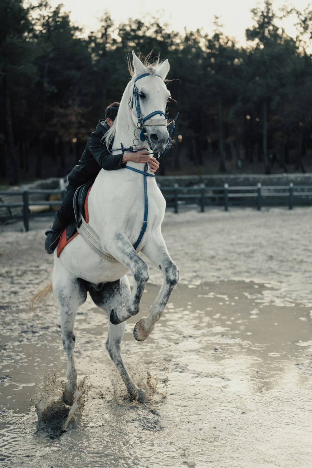 a person riding on the back of a white horse