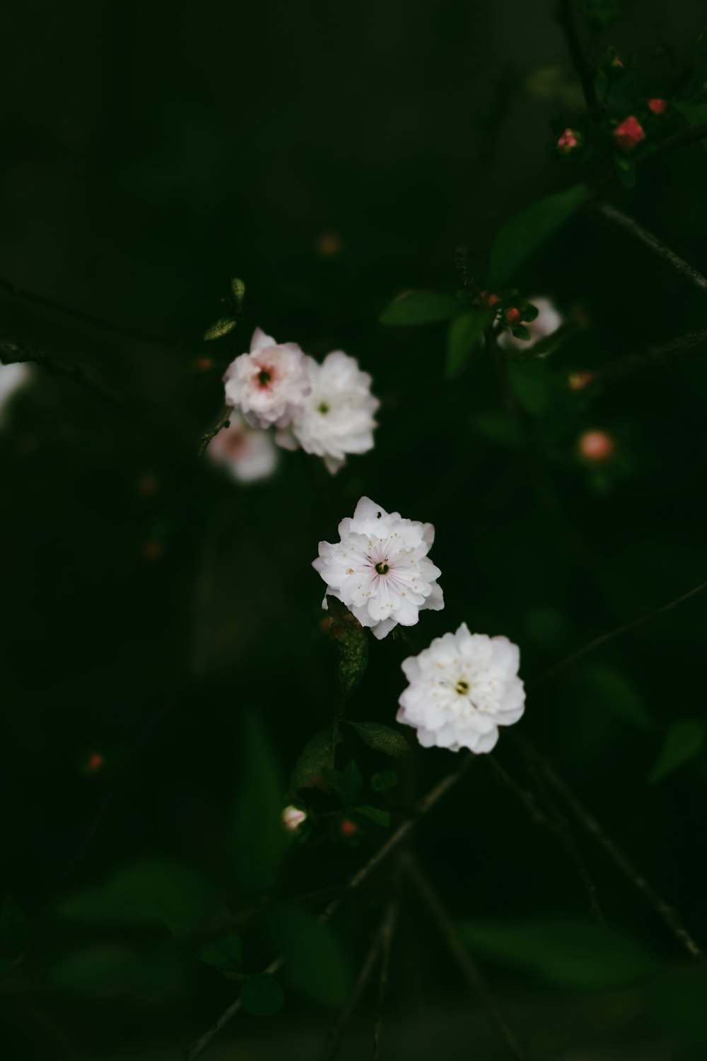 um ramo de flores brancas que estão em uma árvore