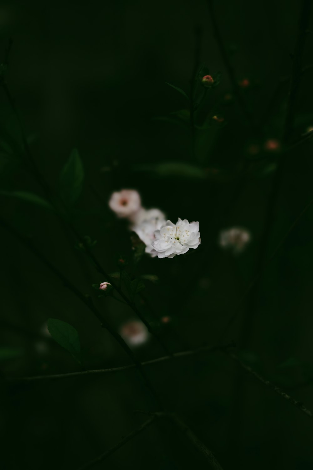 a close up of a white flower on a tree