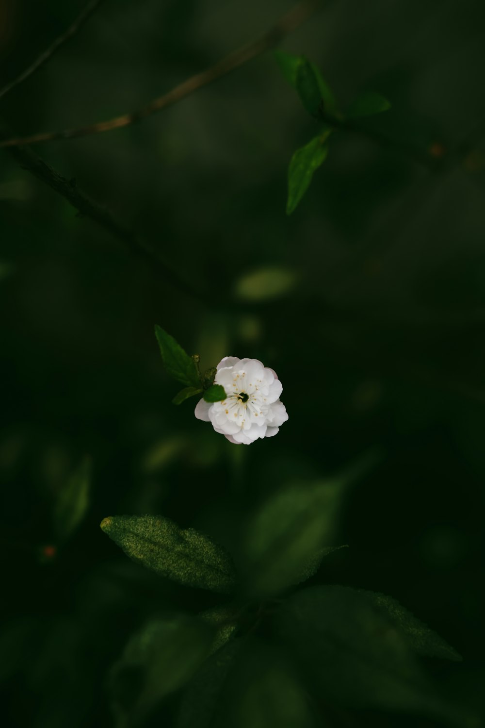 a white flower with green leaves in the background