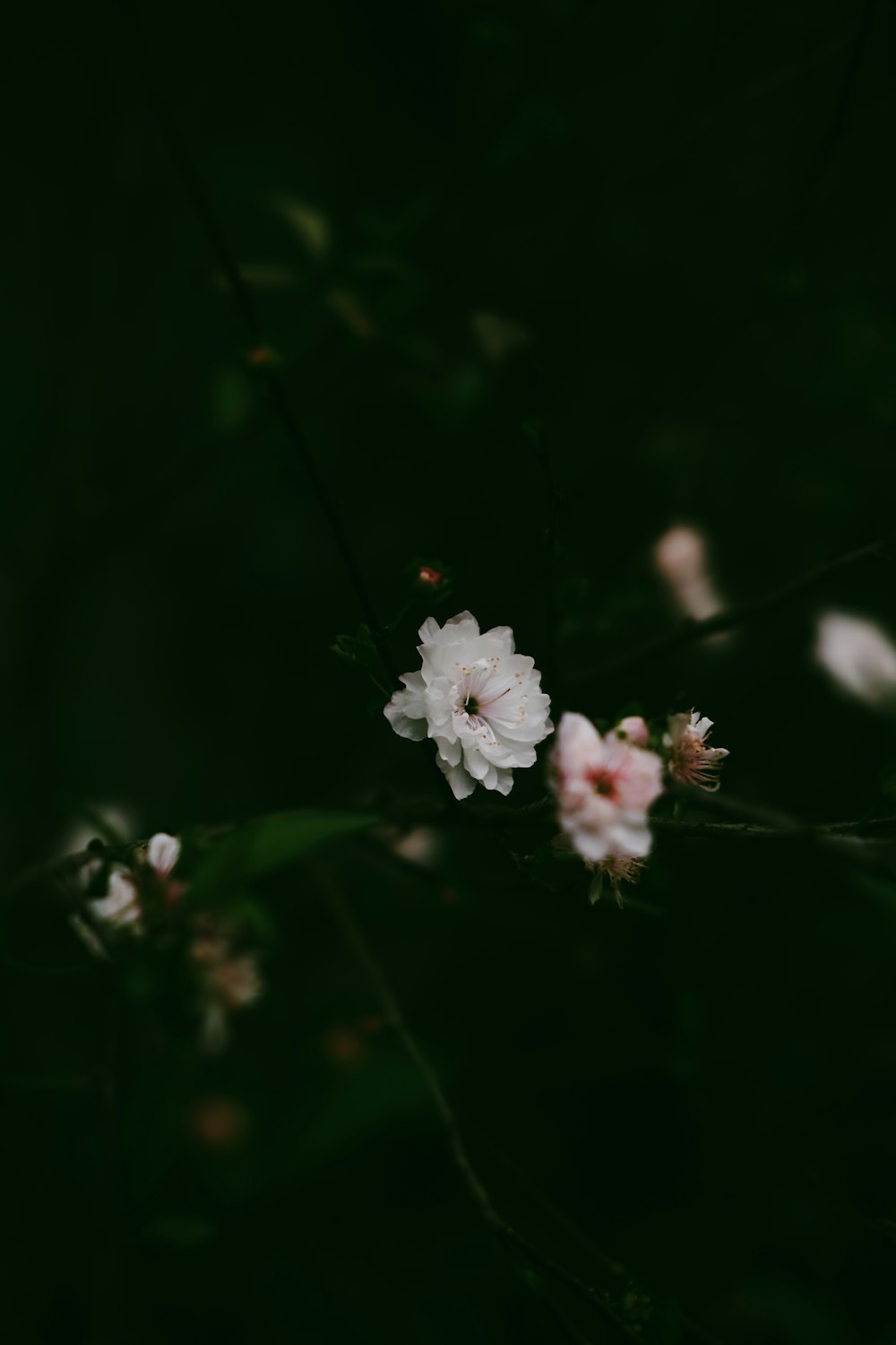 um ramo de flores que estão no escuro