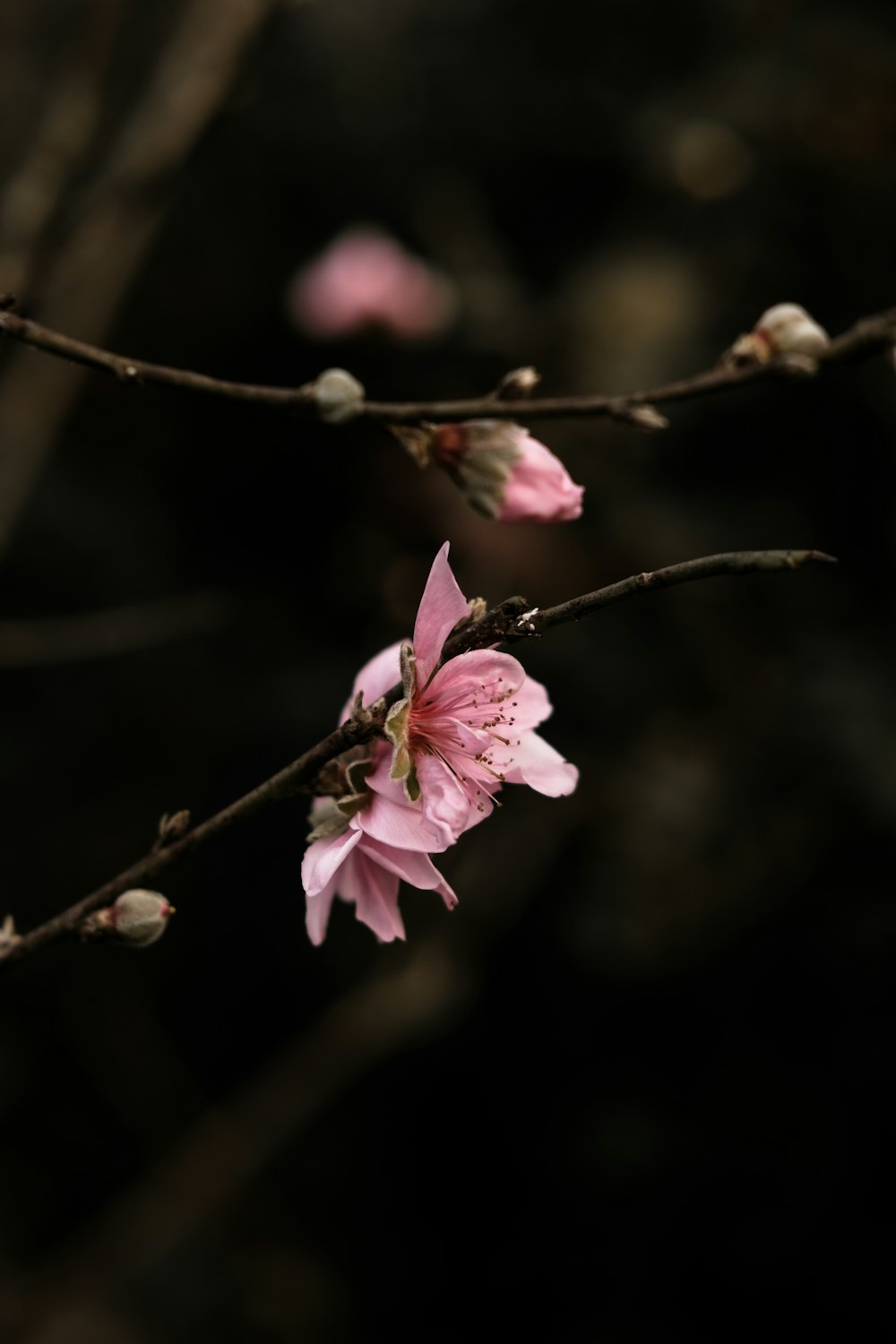 uma flor rosa está florescendo em um galho de árvore