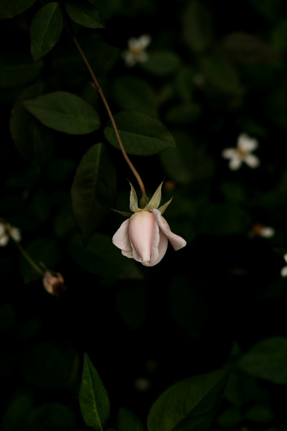 uma flor rosa com folhas verdes e flores brancas