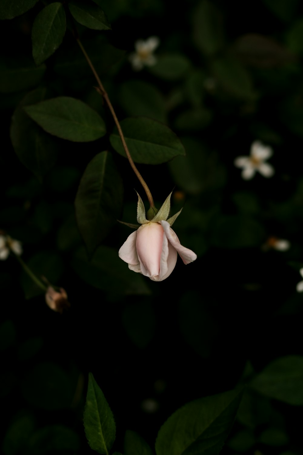 un fiore rosa con foglie verdi e fiori bianchi