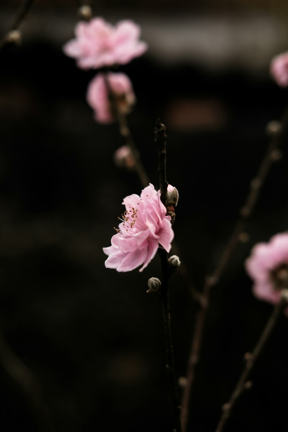 um close up de uma flor rosa em uma árvore