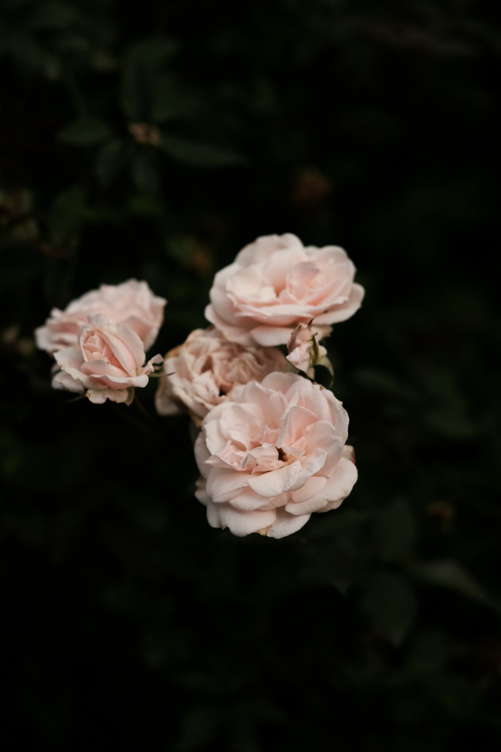 un gruppo di fiori rosa seduti in cima a un campo verde lussureggiante