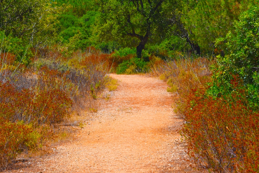 a dirt road surrounded by trees and bushes