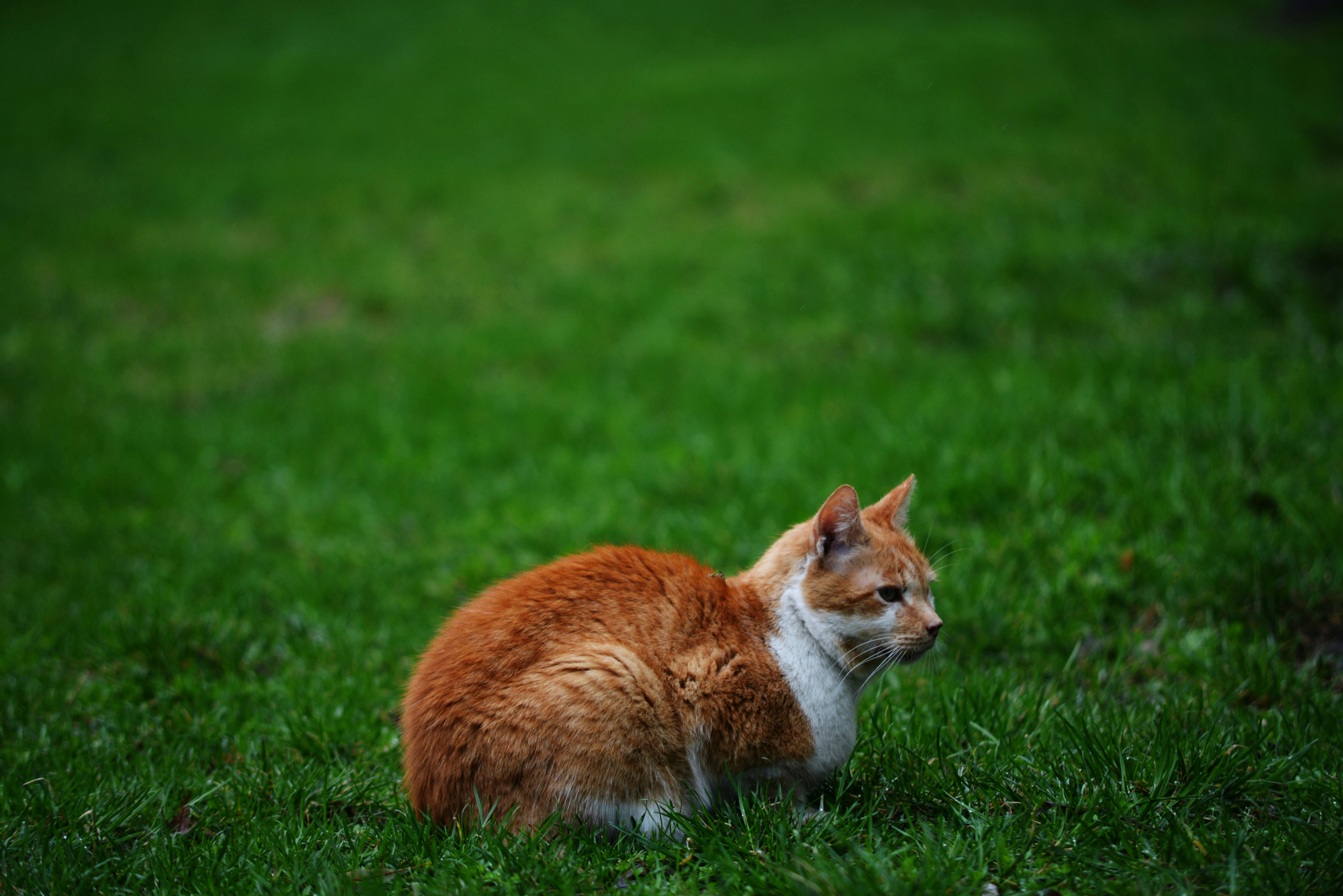 Photo by cherstve_pechivo