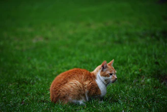 an orange and white cat sitting in the grass