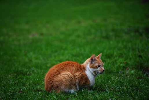 an orange and white cat sitting in the grass