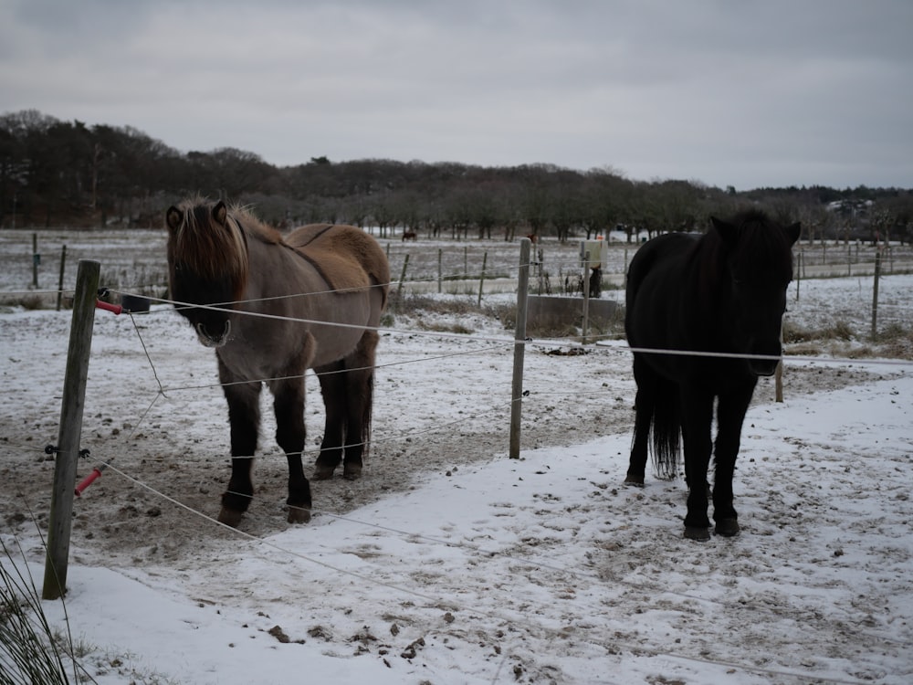 a couple of horses standing on top of a snow covered field