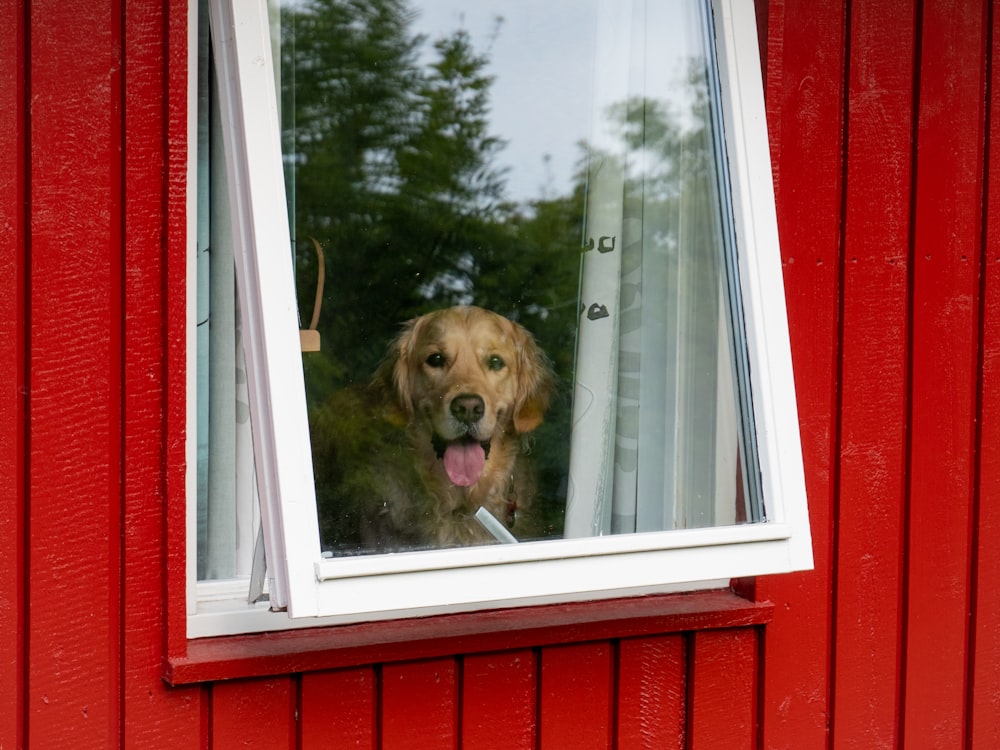 a dog is looking out of a window